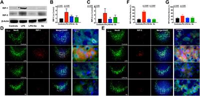 Corrigendum: Xenon attenuated neonatal lipopolysaccharide exposure induced neuronal necroptosis and subsequently improved cognition in juvenile rats